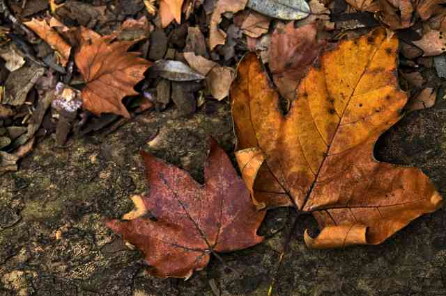 ppg_kaedenoochiba_tp_v1